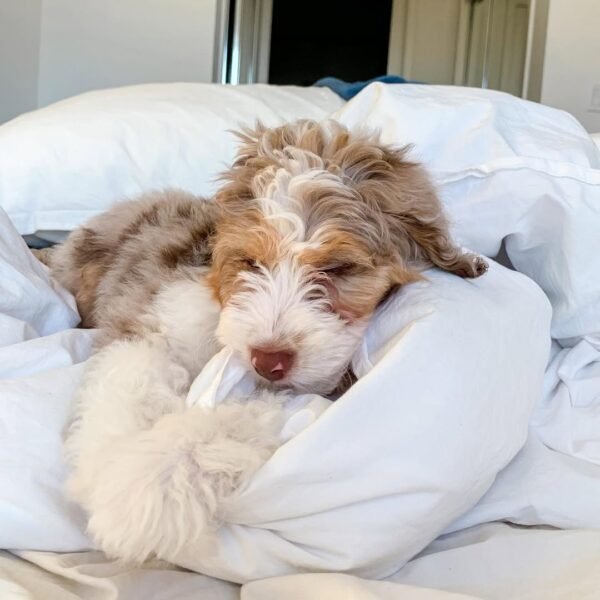 Blue Merle Aussiedoodle Puppies for Sale Near Me