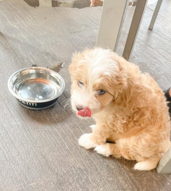 Aussiedoodle Puppies for Sale Cheap