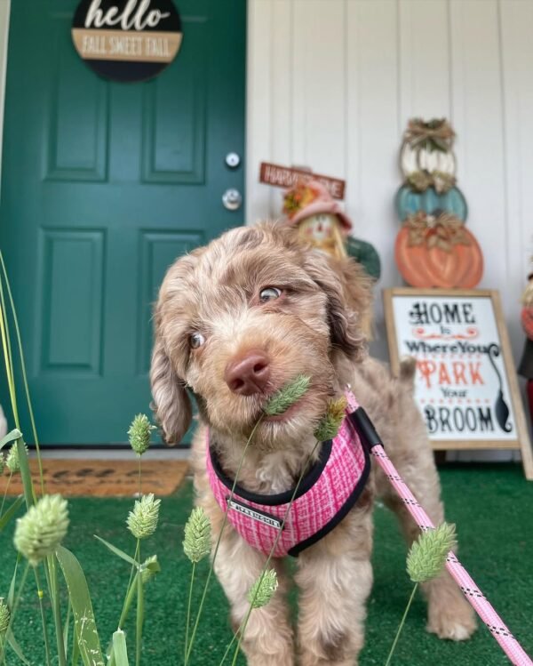 Standard Aussiedoodle Puppies for Sale Near Me