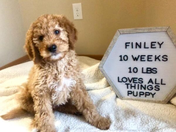 Toy Goldendoodle Puppies for Sale Near Me