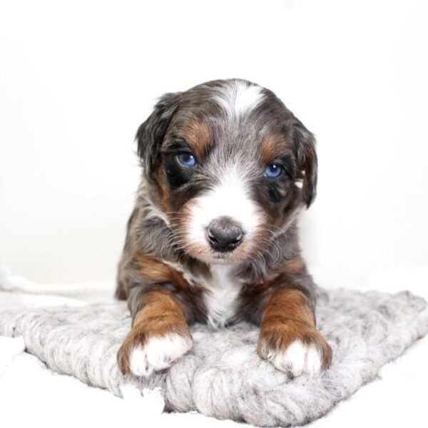 Cheap Mini Aussiedoodle Puppies for Sale