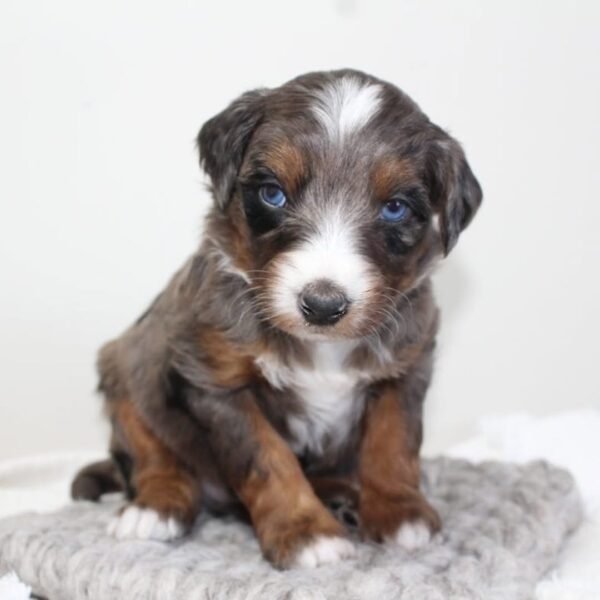 Cheap Mini Aussiedoodle Puppies for Sale