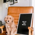 F3 Labradoodle Puppies for Sale Near Me