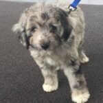 Merle Aussiedoodle Puppies for Sale