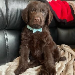 Standard Labradoodle Puppies for Sale