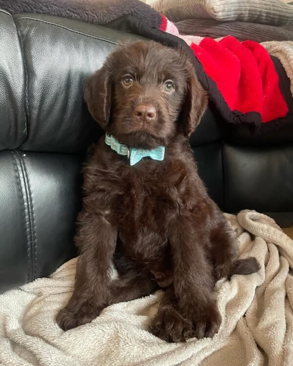 Standard Labradoodle Puppies for Sale