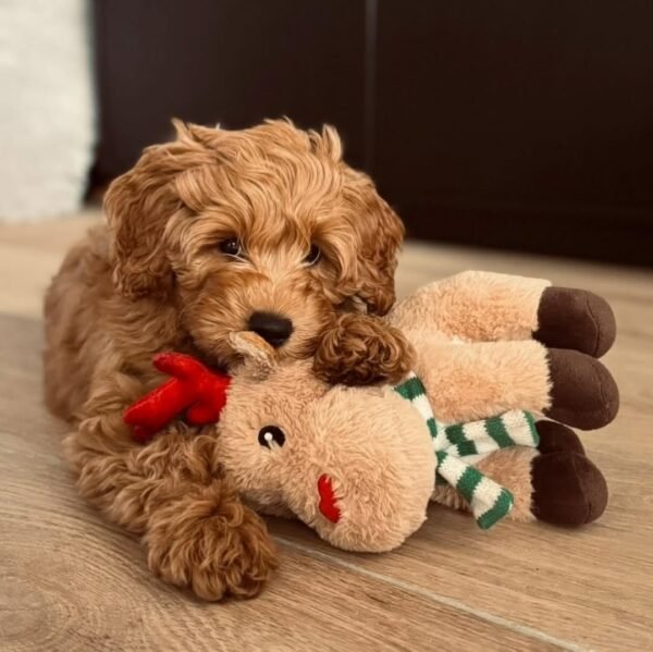 Black Labradoodle Puppies for Sale Near Me