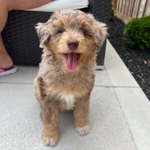 aussiedoodle puppies for sale near me