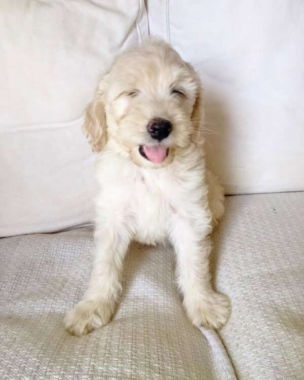 Cheap Goldendoodle Puppies for Sale