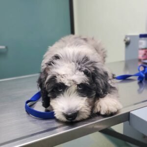 Toy Aussiedoodle Puppies for Sale