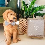 Toy Goldendoodle Puppies for Sale