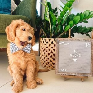 Toy Goldendoodle Puppies for Sale