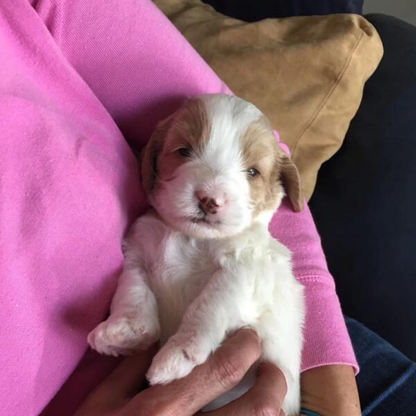 Australian Labradoodle Puppies for Sale Near Me