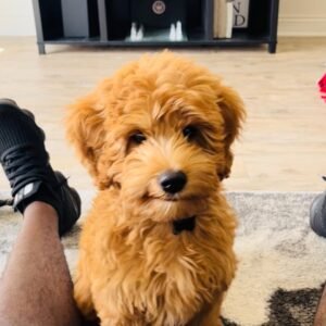 Australian Labradoodle Puppies for Sale