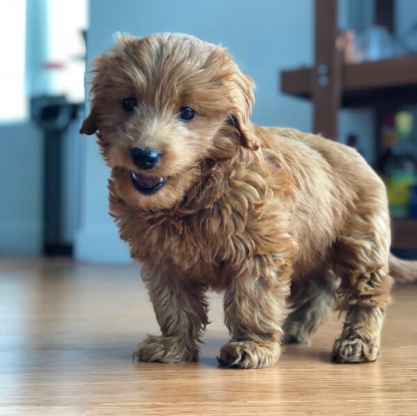 Big Goldendoodle Puppies for Sale