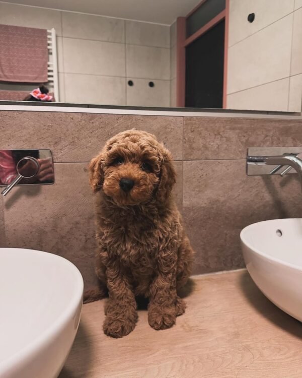 Toy Labradoodle Puppies for Sale Near Me