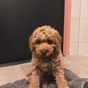 Toy Labradoodle Puppies for Sale Near Me