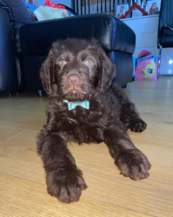 Standard Labradoodle Puppies for Sale