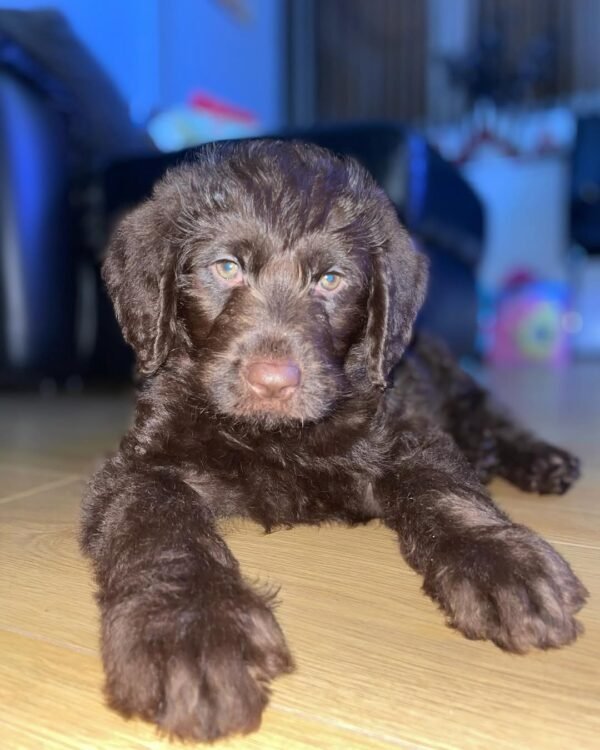 Standard Labradoodle Puppies for Sale