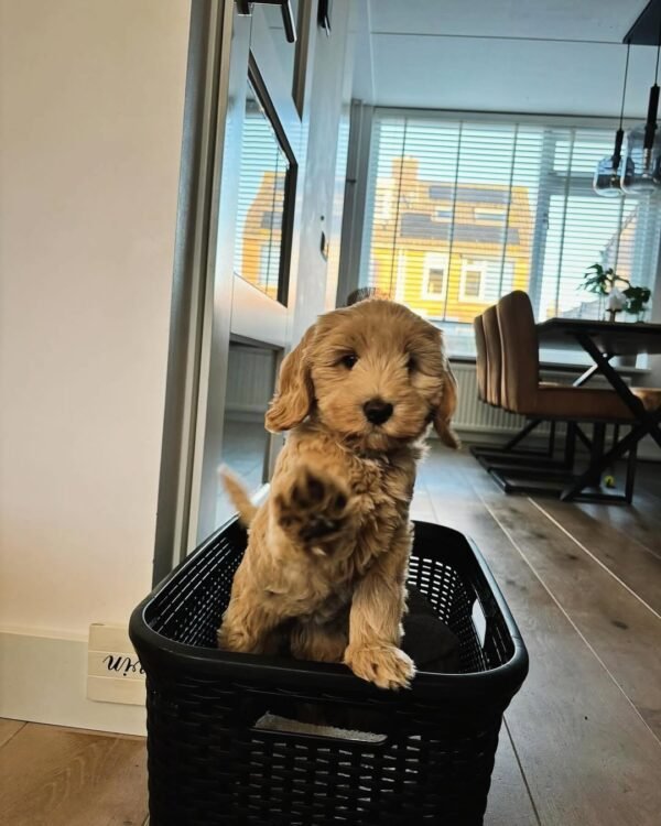 F2 Labradoodle Puppies for Sale Near Me