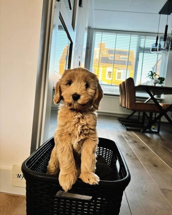 F2 Labradoodle Puppies for Sale Near Me