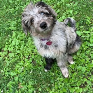 Toy Aussiedoodle Puppies for Sale Near Me