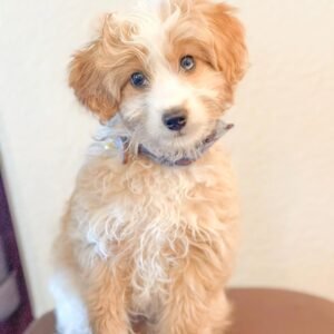 Aussiedoodle Puppies for Sale Cheap