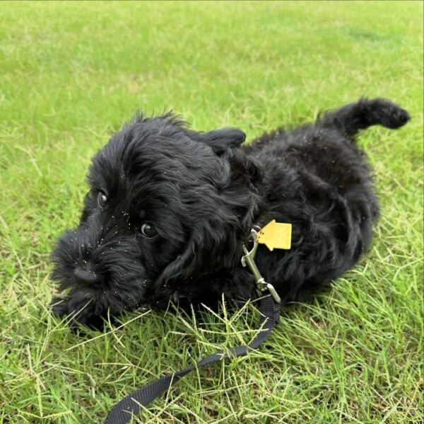 Toy Labradoodle Puppies for Sale