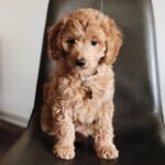 F1 Goldendoodle Puppies for Sale