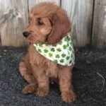 Goldendoodle Puppies For Sale Near Me