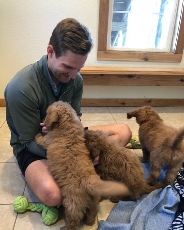 Goldendoodle Puppies For Sale Near Me