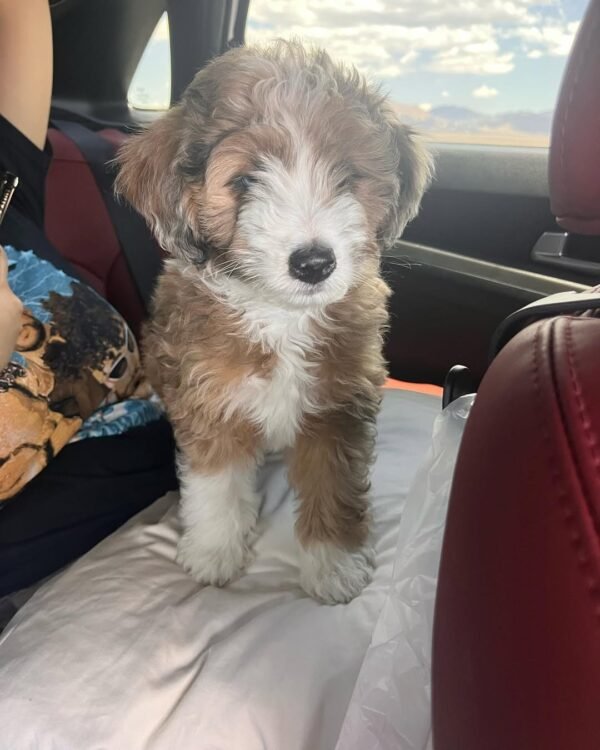 F2 Aussiedoodle Puppies for Sale