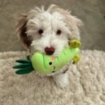 F2B Aussiedoodle Puppies for Sale