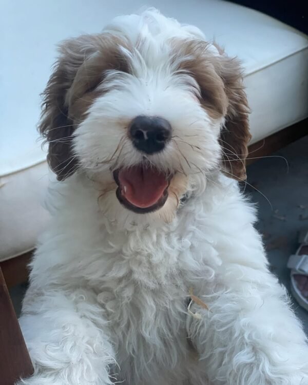 AKC Bernedoodle Puppies for Sale Near Me