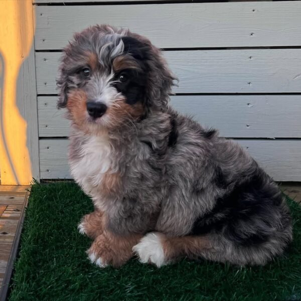 Blue Merle Bernedoodle Puppies for Sale Near Me