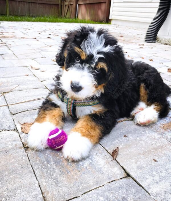 Miniature Bernedoodle Puppies for Sale Near Me