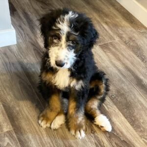 Bernedoodle Puppies for Sale Near Me