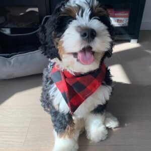 F2B Bernedoodle Puppies for Sale Near Me