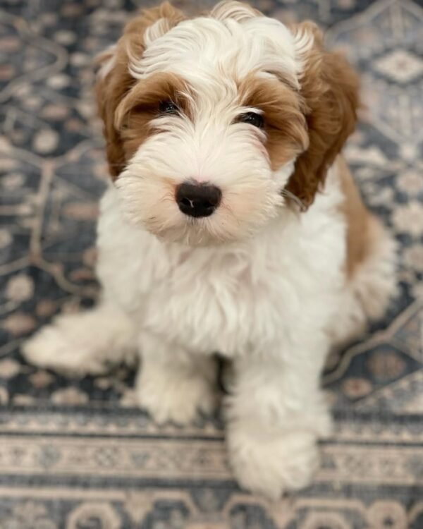 AKC Bernedoodle Puppies for Sale Near Me