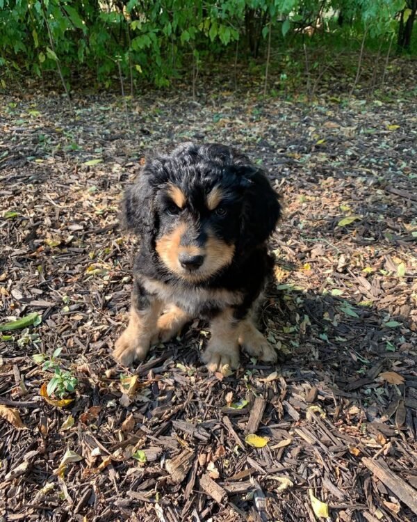 Australian Bernedoodle Puppies for Sale