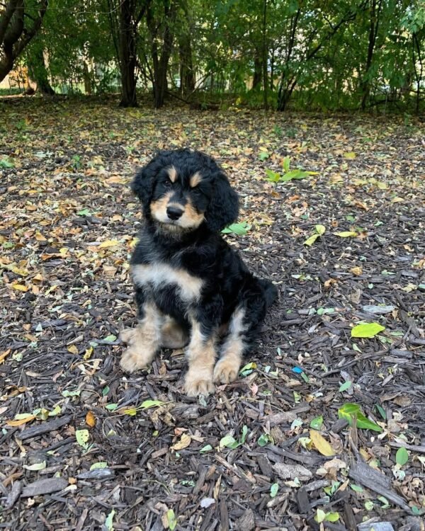 Australian Bernedoodle Puppies for Sale