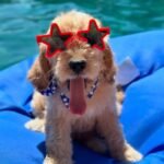 How much does a Toy Goldendoodle puppy cost in Yorkshire and the Humber?