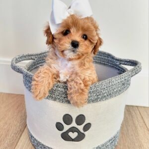 Toy Cavapoo Puppies for Sale Near Me