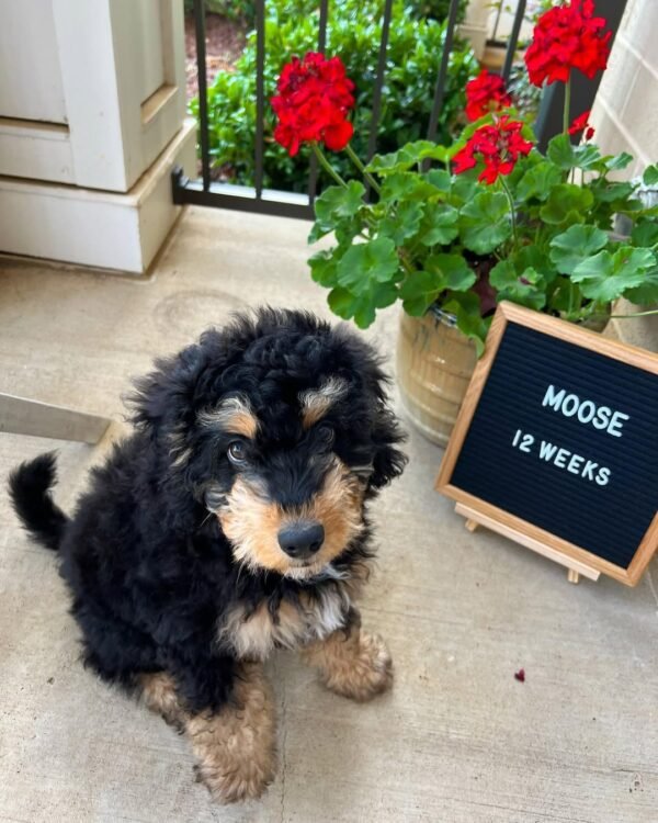 F3 Bernedoodle Puppies for Sale Near Me