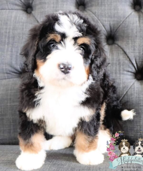 Miniature Bernedoodle Puppies for Sale Near Me