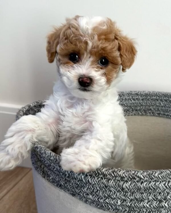 Cavapoo Puppies for Sale Near Me