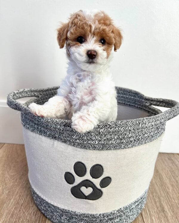 Cavapoo Puppies for Sale Near Me