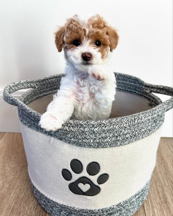 Cavapoo Puppies for Sale Near Me