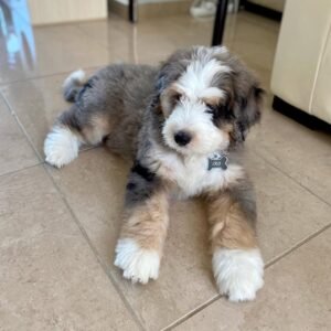 Medium Bernedoodle Puppies for Sale Near Me