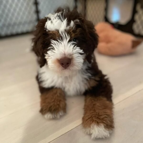 Medium Bernedoodle Puppies for Sale